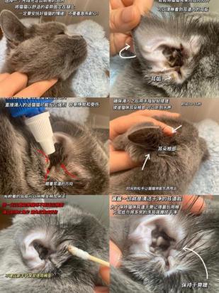 猫咪耳朵怎么清理视频