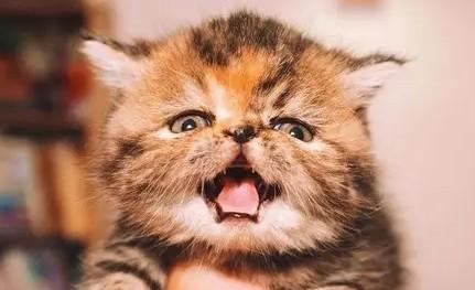 猫咪最多能活几年-图1