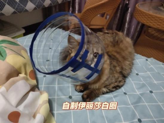猫咪绝育后伊丽莎白圈要戴几天多久可以取