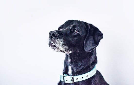 德国牧羊犬出现倒睫是怎么了-图1