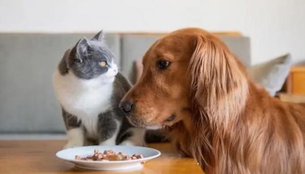 猫能吃狗粮不-图1