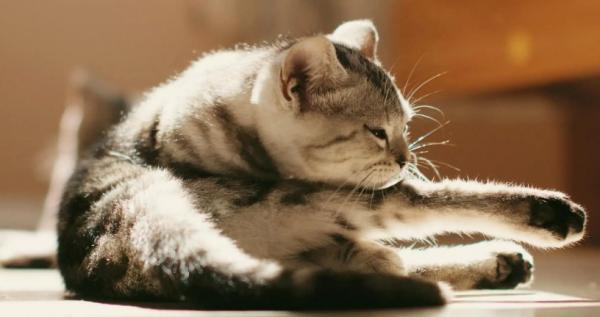 猫咪抑郁的症状表现-图1