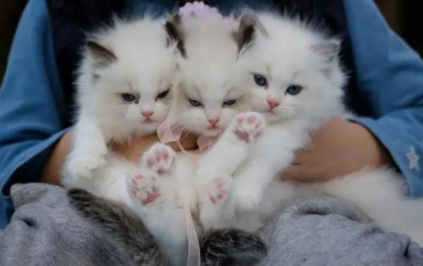 猫咪一切正常就是打喷嚏-图1