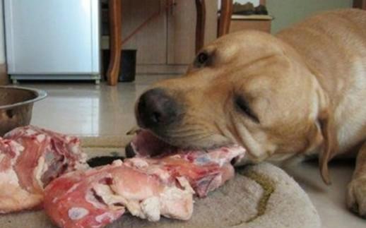 狗可以吃生肉么