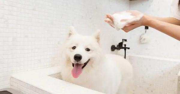 狗狗洗澡的最佳时间-图1