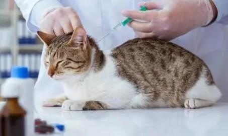 猫咪疫苗几个月开始打-图1