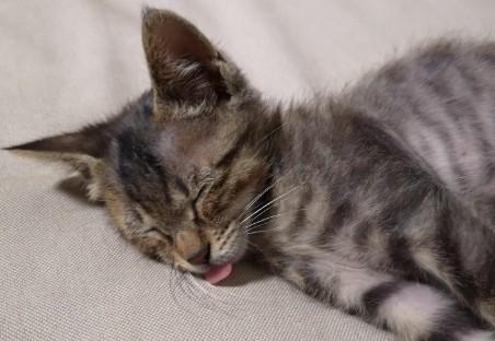 猫咪应激反应会死亡吗-图1