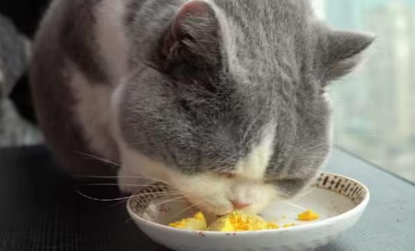 猫咪一周可以吃几个蛋黄-图1