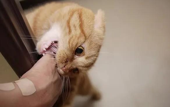猫咪先舔后咬是怎么了-图1