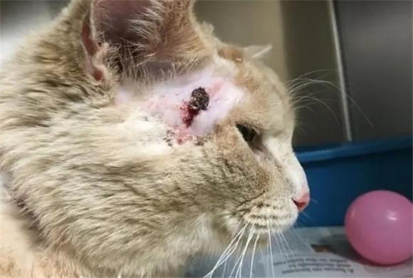 猫受伤了用什么药消炎-图1