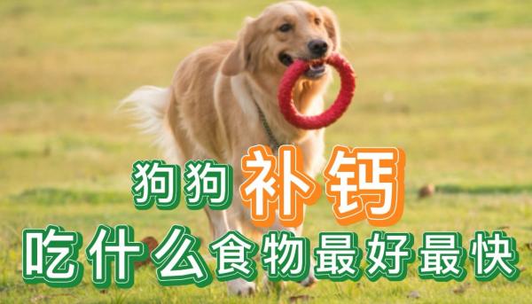 狗狗缺钙吃什么补钙最快-图1