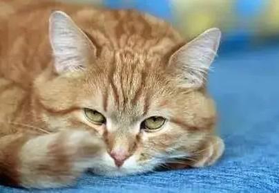 猫突然食欲下降,其他都正常-图1