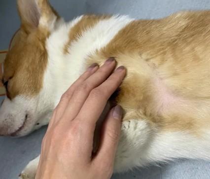 狗狗缺钙的症状有哪些表现-图1