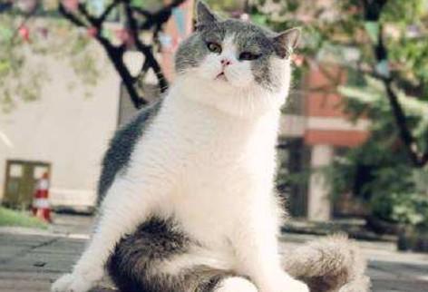 猫突然哇哇一样怪叫-图1