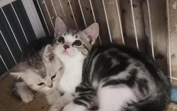 猫死几个小时身体硬-图1