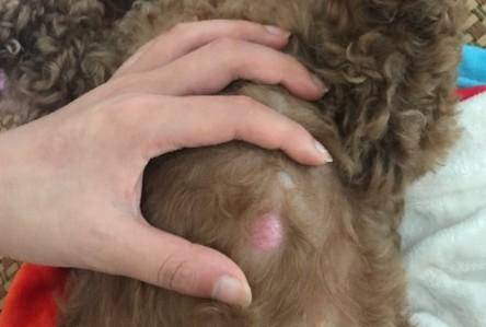 狗狗皮下硬疙瘩怎么治疗-图1
