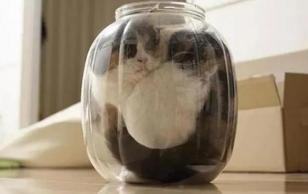 猫是液体-图1
