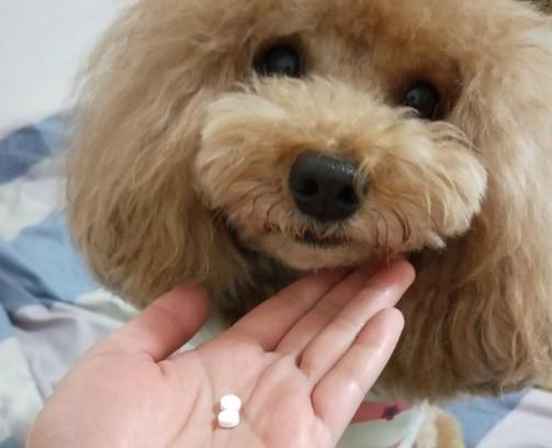 狗狗拉虫子又细又长吃什么药