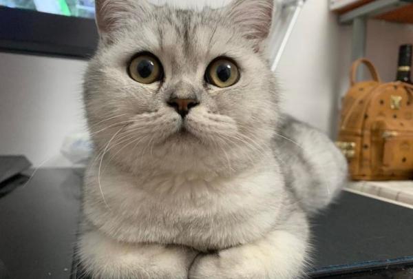 猫突然到处乱窜很兴奋-图1