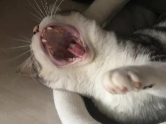 猫咪一辈子都不刷牙有影响吗-图1