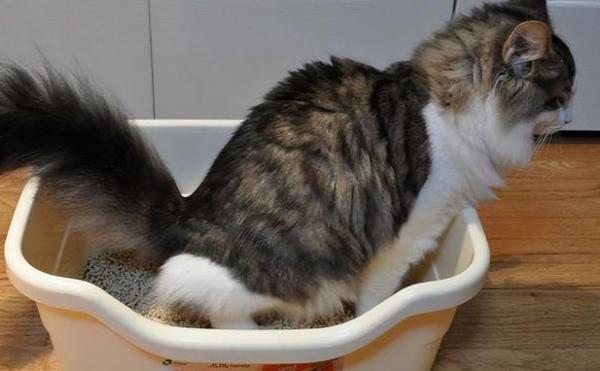 猫咪一天拉几次屎正常-图1