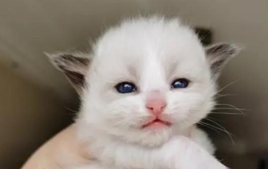 50天的小猫咪怎么喂养-图1