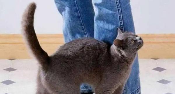 猫咪一直蹭人腿是想表达什么-图1