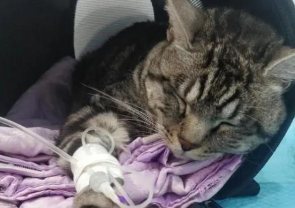 猫咪细小有什么症状-图1