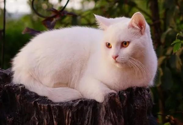 猫突然乱尿以前不会-图1