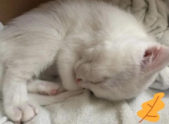 猫咪夏天爱睡觉正常吗-图1