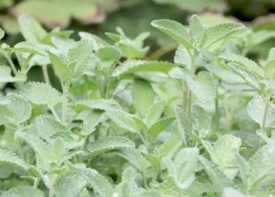 7种猫咪不能碰的植物-图1