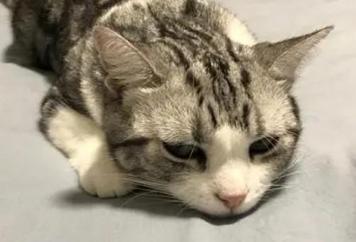 猫突然不吃东西没精神-图1