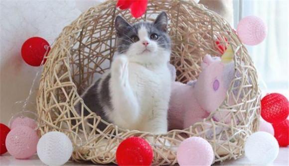 白脚猫好不好-图1