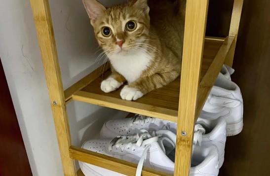 猫咪为什么喜欢钻鞋架-图1