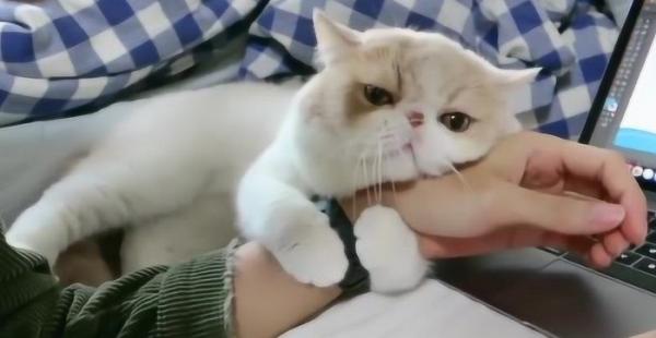 猫咪喜欢蹭人但是不给抱-图1