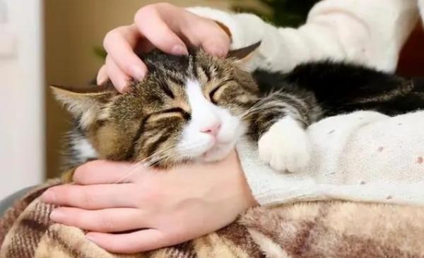 猫守护主人的表现-图1