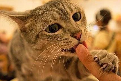 猫咪为什么喜欢舔主人的嘎吱窝-图1