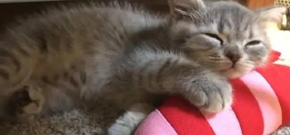 猫睡觉的时候肚子起伏很快正常吗-图1