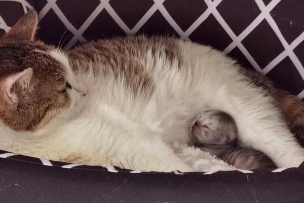 猫咪一般怀孕几个月生产-图1