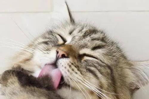猫咪喜欢舔腋窝说明什么-图1