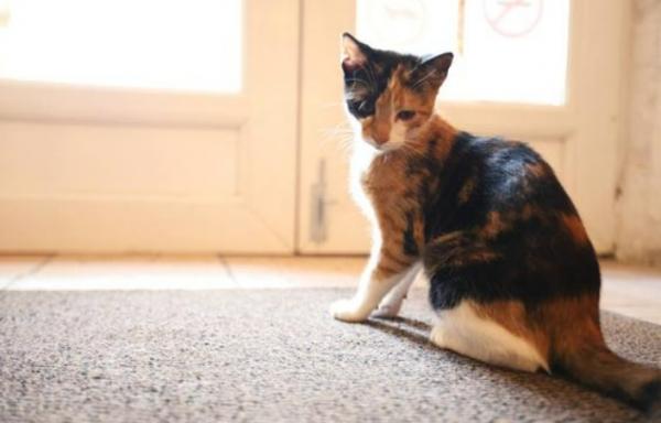 猫咪想进房间一直叫-图1