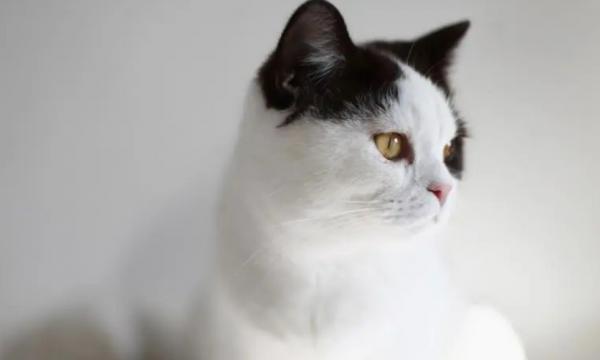 猫咪喜欢你的10种表现-图1