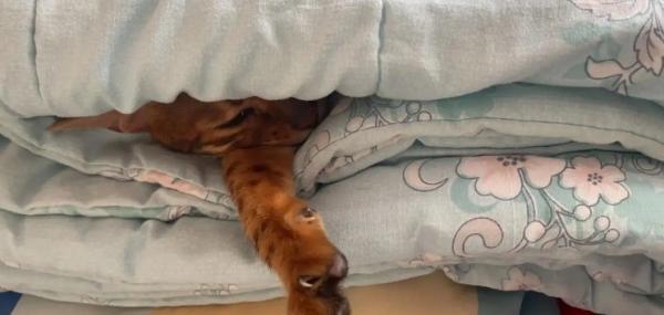 猫咪为什么钻到床单里边-图1