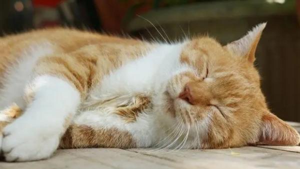 猫睡觉时间-图1