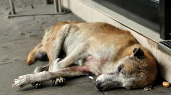 狗狗老了要死了的症状-图1