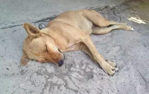 狗狗快死之前的表现-图1