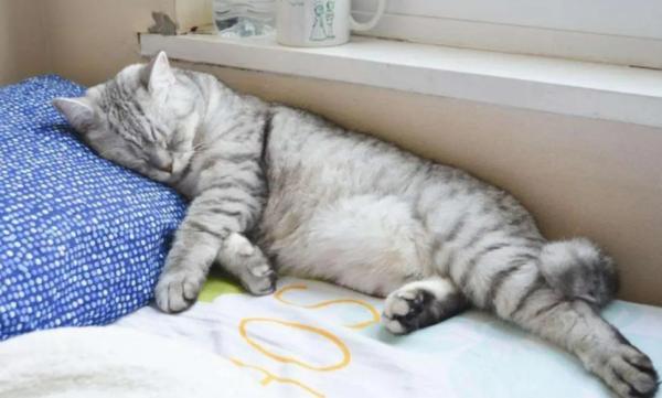 猫突然抽搐口吐粘液怎么办-图1
