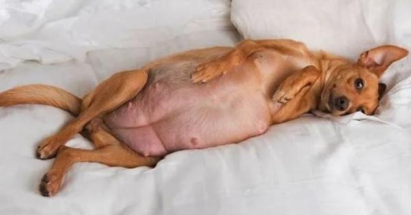 狗狗难产的症状