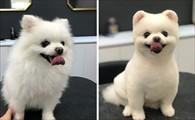 狗狗美容包括哪些项目