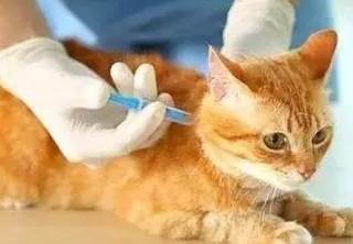 2个月的小猫能打疫苗吗-图1